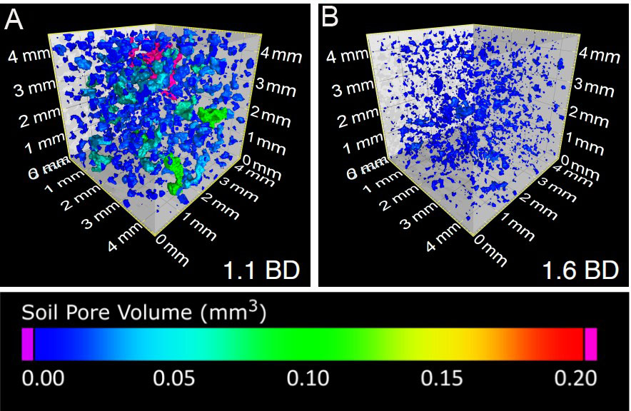 how-plant-roots-sense-hard-soils-a-science-paper-on-the-underlying